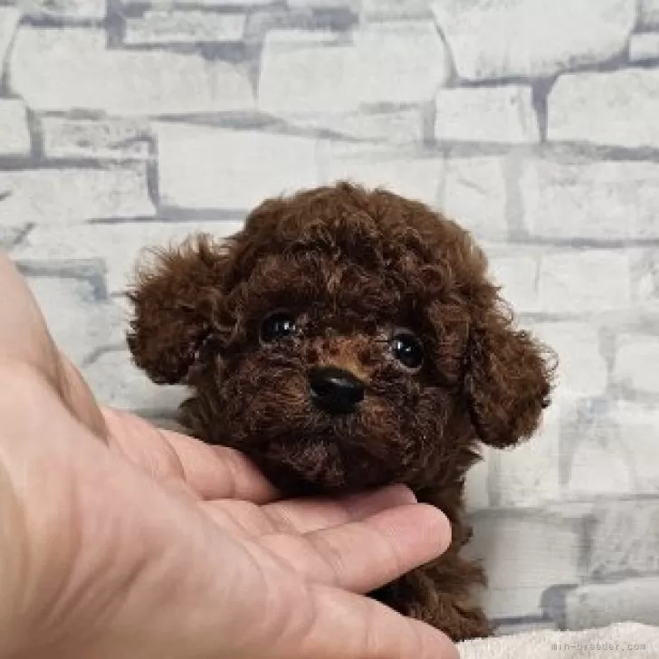 ID：2510-01757の子犬