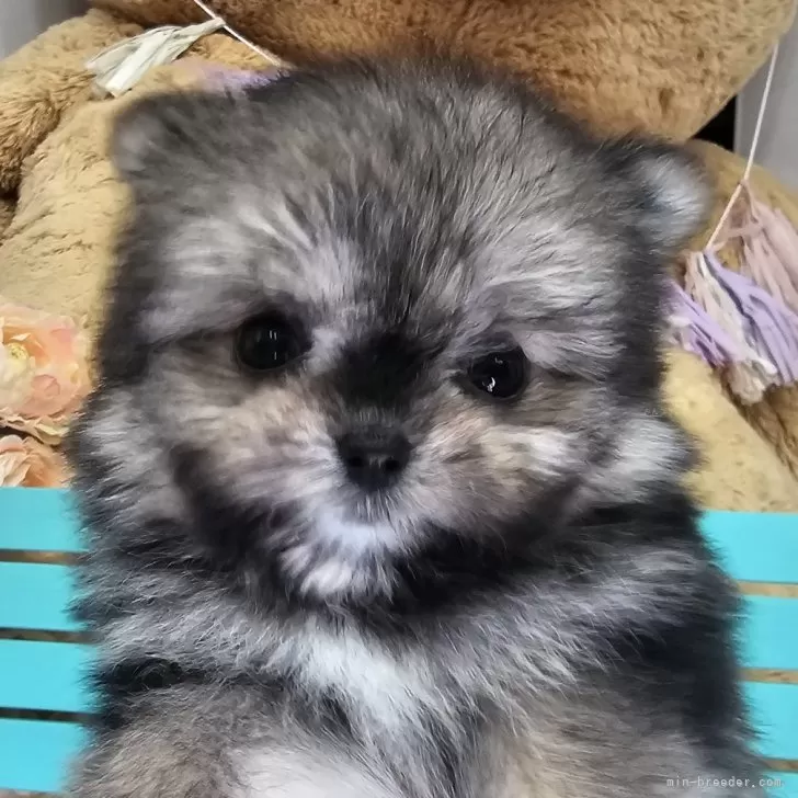 ID:2502-00256の子犬