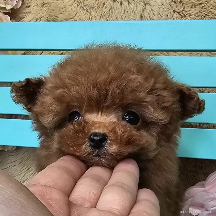 みー 様のお迎えした子犬