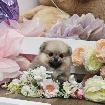 ポメラニアン【埼玉県・女の子・2025年9月1日・クリームセーブル】の写真「原石見つけたこすもすちゃん【仮名】」