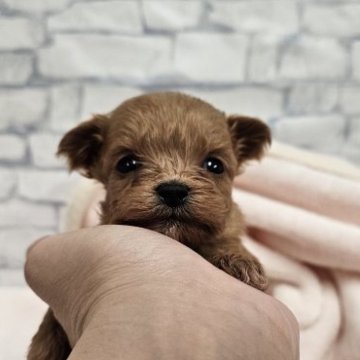 チワプー(チワワ×トイプードル)【埼玉県・男の子・2025年10月10日・レッド】の写真「ちびっこあかちゃん」