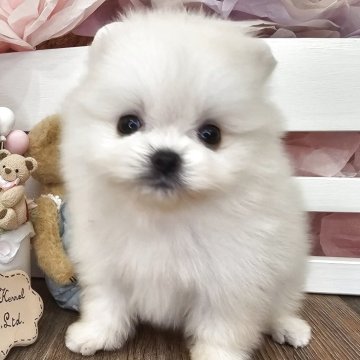 ポメラニアン【埼玉県・女の子・2025年5月10日・クリーム】の写真「お顔のかわいすぎる　うぴちゃん【仮名】」