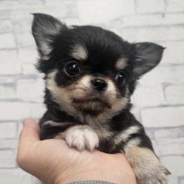 チワワ(ロング)【埼玉県・男の子・2025年9月1日・ブラックタン】の写真「宇宙くん【仮名】」