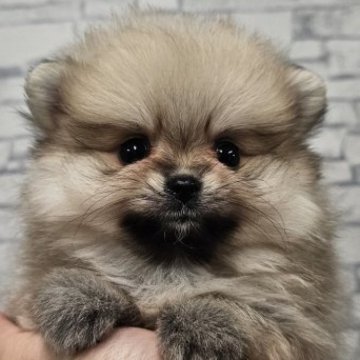 ポメラニアン【埼玉県・女の子・2025年9月1日・クリームセーブル】の写真「原石見つけたこすもすちゃん【仮名】」