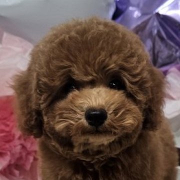 トイプードル(トイ)【埼玉県・男の子・2025年7月21日・レッド】の写真「4か国チャンピオン系統のしっかりボディ」