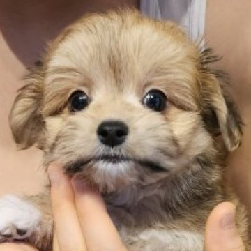 ポメマル(マルチーズ×ポメラニアン)【埼玉県・男の子・2025年6月8日・レッド】の写真「まったりニコニコ鱗滝左近次くん【仮名】」