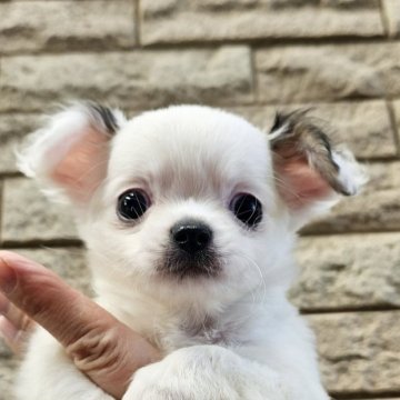 チワワ(ロング)【埼玉県・男の子・2025年8月22日・ホワイト&レッド】の写真「個性柄のにゃんくん【仮名】」
