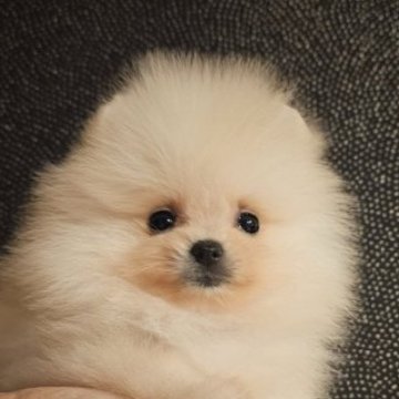 ポメラニアン【埼玉県・女の子・2025年8月23日・ホワイト】の写真「スペシャルクラスのつむぎちゃん【仮名】」