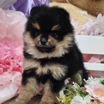 ポメラニアン【埼玉県・女の子・2025年8月24日・ブラックタン】の写真「丸顔派手タンうなぎちゃん【仮名】」