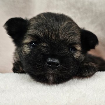 ポメチワ(ポメラニアン×チワワ)【埼玉県・男の子・2025年10月10日・オレンジセーブル】の写真「ちびっこきいろくん」