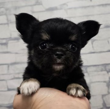 チワワ(ロング)【埼玉県・女の子・2025年9月1日・ブラックタン】の写真「優しい優しい大空ちゃん【仮名】」