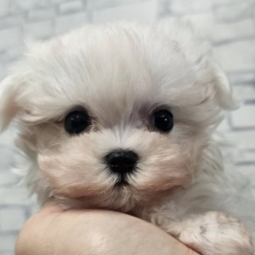 マルチーズ【埼玉県・女の子・2025年8月17日・ホワイト】の写真「血統優秀❕えびまよちゃん【仮名】」
