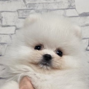 ポメラニアン【埼玉県・男の子・2025年7月25日・ホワイト】の写真「スペシャルパーフェクトラブブくん【仮名】」