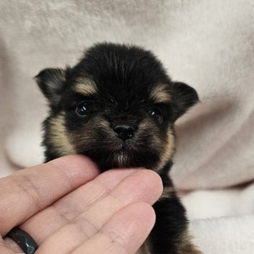 ポメチワ(ポメラニアン×チワワ)【埼玉県・男の子・2025年10月10日・ブラックタン】の写真「ちびっこきいろくん」