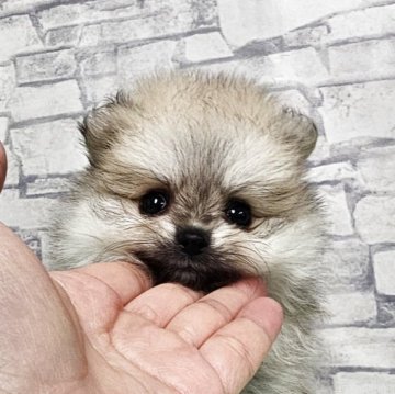 ポメラニアン【埼玉県・女の子・2025年5月15日・クリームセーブル】の写真「毛色の綺麗なさつきちゃん【仮名】」