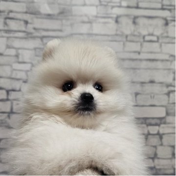 ポメラニアン【埼玉県・男の子・2025年7月25日・ホワイト】の写真「しっかりボディなラフフくん【仮名】」