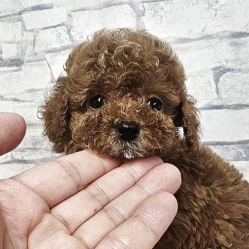 トイプードル(タイニー)【埼玉県・男の子・2025年5月1日・レッド】の写真「可愛いお顔のすずらん【仮名】」