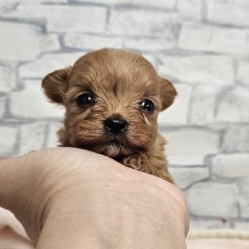 チワプー(チワワ×トイプードル)【埼玉県・男の子・2025年10月10日・アプリ】の写真「ちびっこみどりちゃん」