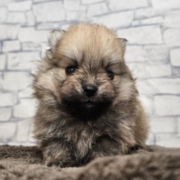 ポメラニアン【埼玉県・男の子・2025年9月1日・オレンジセーブル】の写真「原石見つけたりんどうくん【仮名】」