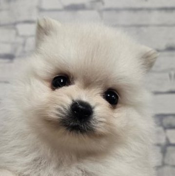 ポメラニアン【埼玉県・女の子・2025年8月8日・ホワイト】の写真「原石見つけた！産屋敷にちか【仮名】」