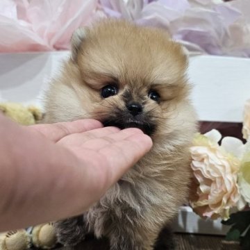 ポメラニアン【埼玉県・男の子・2025年7月1日・オレンジセーブル】の写真「パーフェクトboy冨岡義勇くん【仮名】」