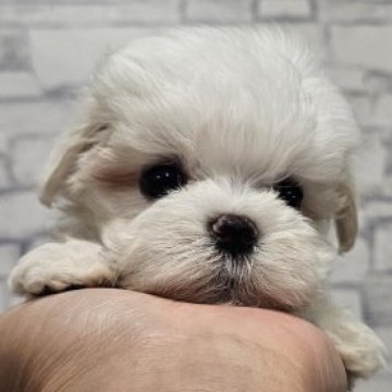 マルチーズ【埼玉県・女の子・2025年7月16日・ホワイト】の写真「可愛い子になりました❕煉獄瑠火【仮名】」