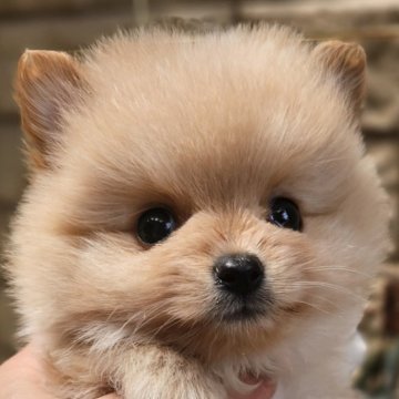 ポメラニアン【埼玉県・男の子・2025年4月3日・クリーム】の写真「毛色のきれいなかなでくん【仮名】」