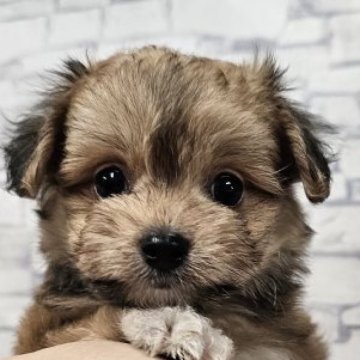 ポメマル(ポメラニアン×マルチーズ)の子犬を探す｜ブリーダー