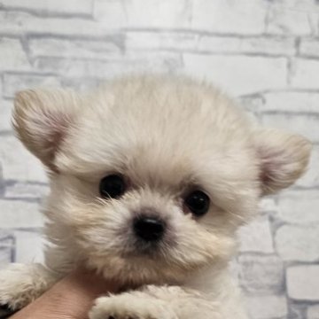 チワマル(チワワ×マルチーズ)【埼玉県・男の子・2025年7月19日・クリーム】の写真「(ﾉ)•ω•(ヾ)もふまるくん」
