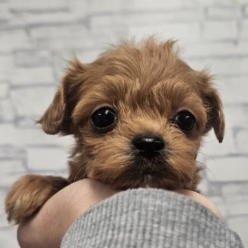 チワプー(チワワ×トイプードル)【埼玉県・女の子・2025年9月8日・レッド】の写真「むちむちちびっこぱんちゃん」