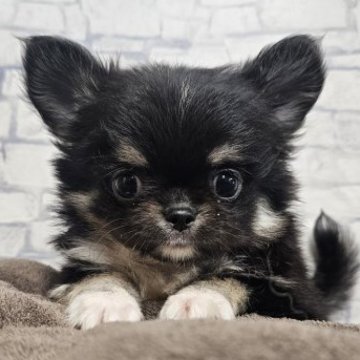 チワワ(ロング)【埼玉県・男の子・2025年8月8日・ブラックタン】の写真「なんと整ったお顔のはちおくん【仮名】」