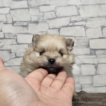 ポメラニアン【埼玉県・男の子・2025年9月1日・クリームセーブル】の写真「原石見つけたききょうくん【仮名】」