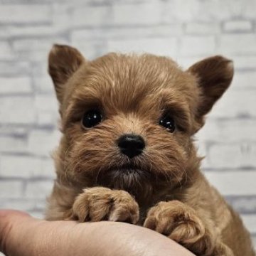 チワプー(トイプードル×チワワ)【埼玉県・男の子・2025年6月27日・レッド】の写真「お耳がピーン🩷」