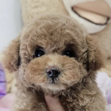 トイプードル(トイ)【埼玉県・男の子・2025年7月21日・レッド】の写真「4か国チャンピオン系統のしっかりボディ」
