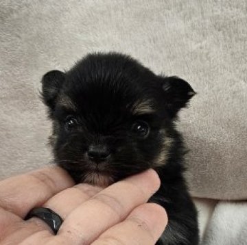 ポメチワ(ポメラニアン×チワワ)【埼玉県・男の子・2025年10月10日・ブラックタン】の写真「ちびっこしろくん」