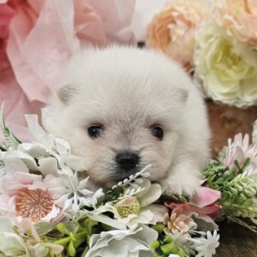 ポメラニアン【埼玉県・男の子・2025年8月8日・ホワイト】の写真「原石見つけた！産屋敷輝利哉くん　【仮名】」