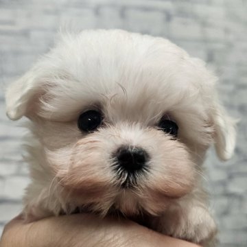 マルチーズ【埼玉県・男の子・2025年8月17日・ホワイト】の写真「血統優秀❕えび　くん【仮名】」