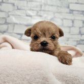 チワプー(チワワ×トイプードル)