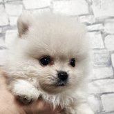ポメラニアン