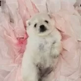 ポメラニアン