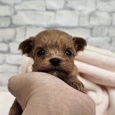 チワプー(チワワ×トイプードル)