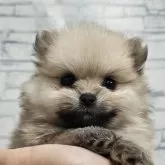 ポメラニアン