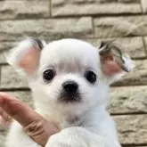 チワワ(ロング)