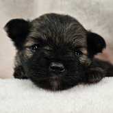 ポメチワ(ポメラニアン×チワワ)