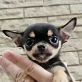 チワワ(スムース)