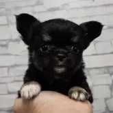 チワワ(ロング)