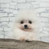 ポメラニアン