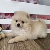 ポメラニアン