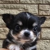 チワワ(ロング)