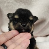 ポメチワ(ポメラニアン×チワワ)